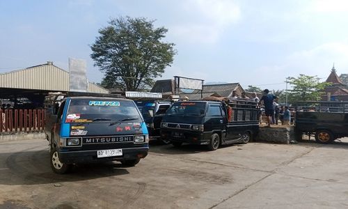 Banjir Cuan! Jelang Iduladha, Taksi Sapi Laris Manis di Ambarawa