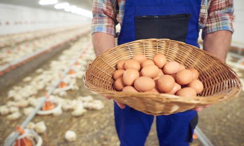 Harga Pakan Kian Mahal, Peternak Ayam Terancam Gulung Tikar