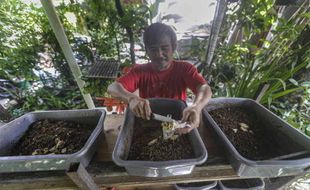 Budi Daya Maggot Jadi Peluang Usaha Baru, Permintaan di Soloraya Tinggi