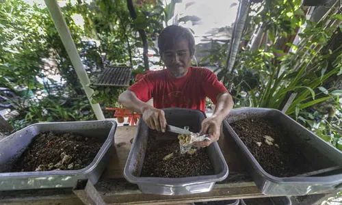 Budi Daya Maggot Jadi Peluang Usaha Baru, Permintaan di Soloraya Tinggi