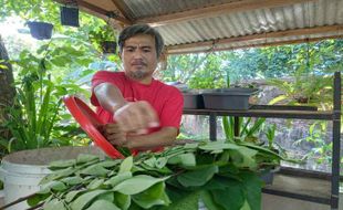 Dobel Untung Budi Daya Maggot: Potensi Cuan Besar, Sampah Rumah Tangga Aman