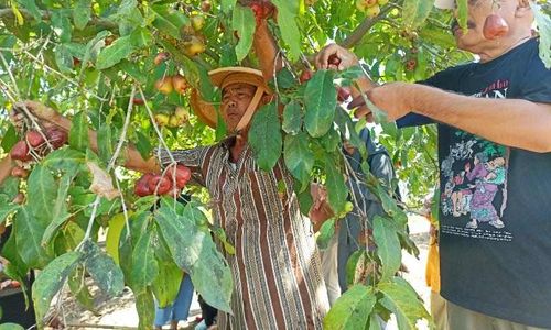 Warga Desa Pranan Sukoharjo Menggantungkan Hidup dari Menanam Jambu Air