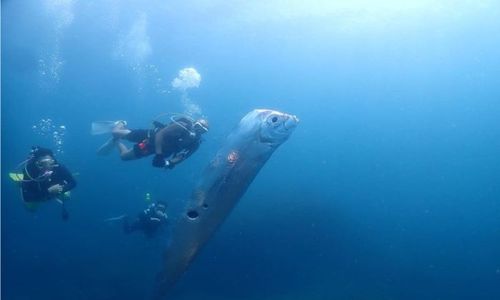 Kemunculan Ikan Oarfish di Kepulauan Selayar Pertanda Apa, Ini Penjelasannya