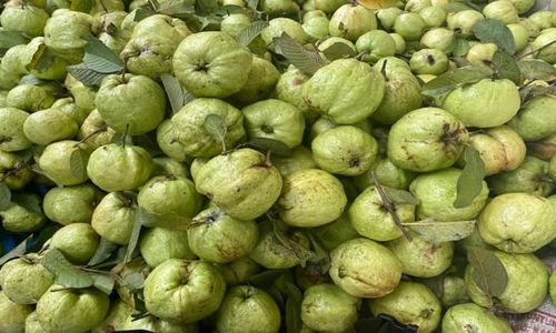 Sensasi Petik Buah Langsung dari Pohon di Agrowisata Jambu Kristal Demak