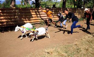 Serunya Tradisi Karapan Kambing di Probolinggo, Upaya Pelestarian Budaya Lokal