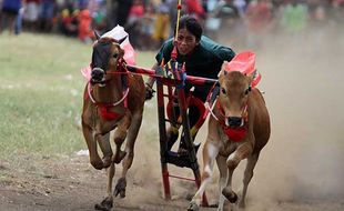 Aksi Joki Adu Ketangkasan Lomba Karapan Sapi Merah di Probolinggo