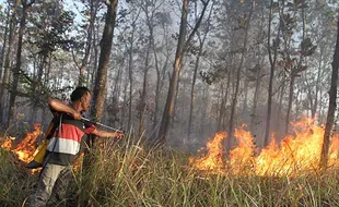 Hutan Jati Seluas 2 Hektare di Kawasan RPH Cepukan Ngawi Terbakar