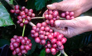 Harga Kopi Robusta Temanggung Tembus Rp11.500/Kg, Termahal Sepanjang Sejarah