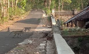 Buat Resah, Kawanan Monyet Ekor Panjang Masuk Permukiman Warga di Sukoharjo