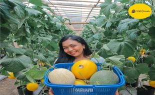 Keseruan Wisata Petik Melon Kualitas Premium di Kebun Buah Asha Farm II Blora