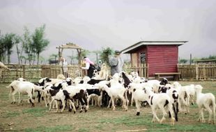 Banyumas Punya Menggala Ranch, Tempat Wisata yang Mirip di New Zealand