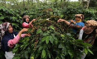 Peluang dan Tantangan Mendongkrak Martabat Kopi Indonesia di Mata Dunia