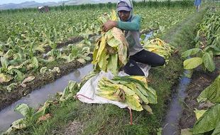 2.000 Hektare Lahan Tembakau di Jember Terendam Banjir, Petani Panen Lebih Awal