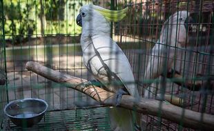 Polda DIY dan BKSDA Ungkap Perdagangan Satwa Dilindungi, Amankan 10 Burung