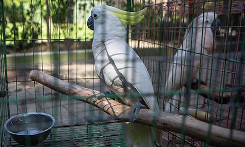 Polda DIY dan BKSDA Ungkap Perdagangan Satwa Dilindungi, Amankan 10 Burung