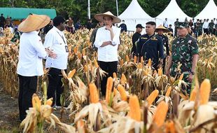 Jokowi Tinjau Panen Perdana Jagung di Food Estate Keerom Papua