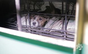 Semarang Resmi Larang Perdagangan Daging Anjing, DMFI Tunggu Janji Pemkot Solo