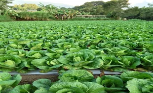 Harga Sayuran Anjlok saat Panen Raya Bikin Pusing Petani Getasan Semarang