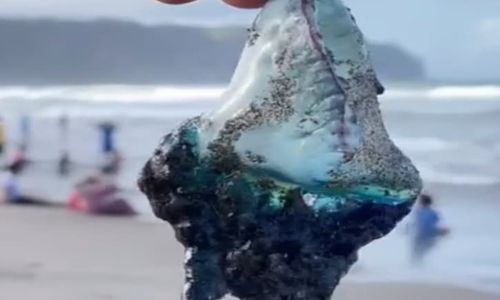 Musim Ubur-ubur Bluebottle di Pantai Parangtritis, Wisatawan Diminta Waspada