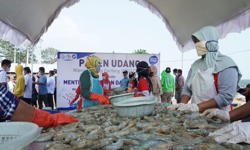 Musim Kemarau, Volume Ikan Budi Daya di Jateng Terancam Turun 30%