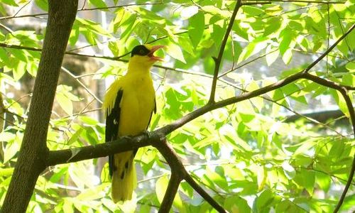 Mitos Bunga Kantil & Burung Kepodang yang Jadi Maskot Jawa Tengah