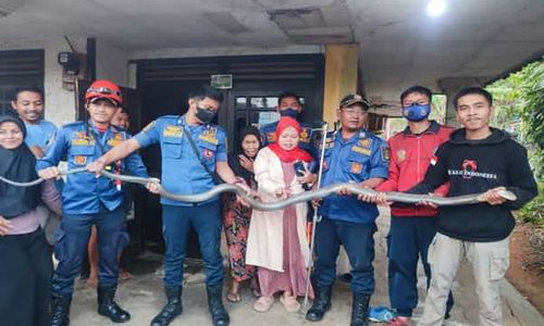 Masuk ke Rumah, Ular King Cobra 3,5 Meter Bikin Panik Warga Sukabumi