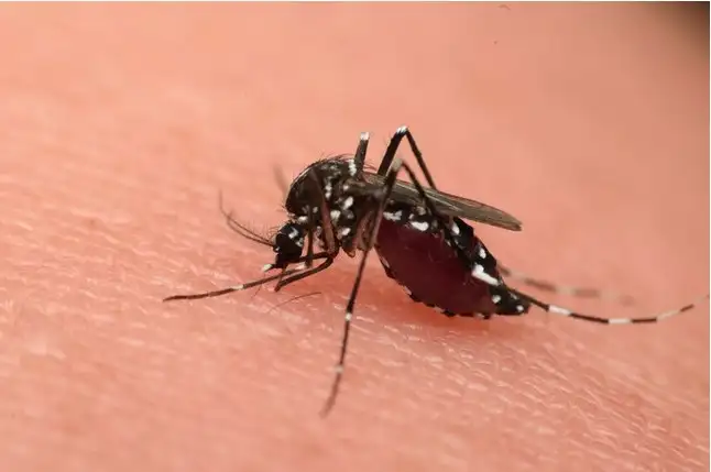 Kasus DBD Klaten Melonjak, Ada Temuan Virus Dibawa Nyamuk sejak Masih Jentik