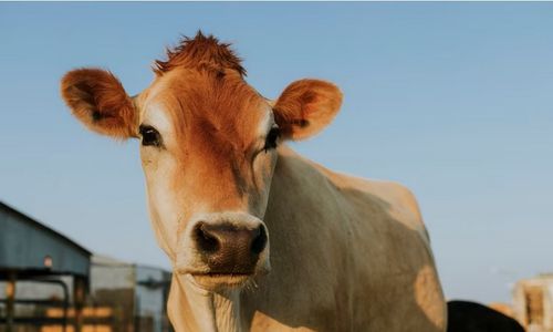 100 Sapi Impor Mati dalam Perjalanan, Bapanas Sebut Stok Daging Aman