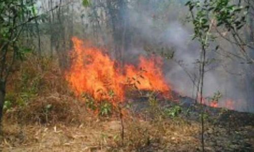 Hutan & Lahan Seluas 20 Hektare di Lereng Gunung Ijen Bondowoso Jatim Terbakar