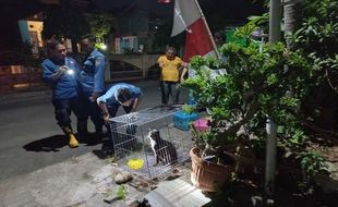 Dispertan Pastikan Kucing Liar yang Sakit di Sampangan Semarang Bebas Rabies