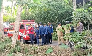 Sarang Jatuh, Koloni Lebah Ngamuk Serang 11 Orang di Karangnongko Klaten