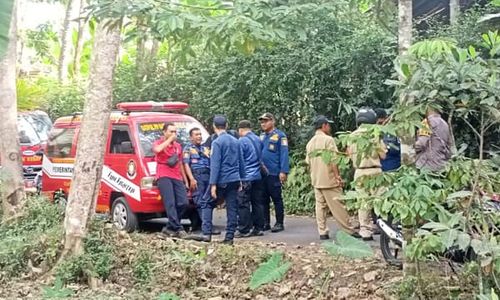 Sarang Jatuh, Koloni Lebah Ngamuk Serang 11 Orang di Karangnongko Klaten