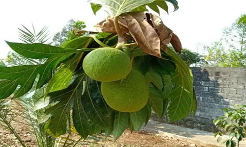 Sukun Diburu untuk Makanan Budak, Kini Jadi Alternatif Pengganti Beras