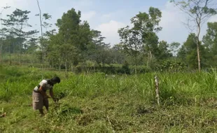 Gunakan Tanah Kas Desa, Ini Lokasi Penitipan Sampah Selama TPA Piyungan Ditutup