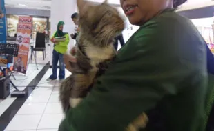 Suka Duka Cat Lovers: Biaya Pemeliharaan Bahkan Setara Harga Sepeda Motor