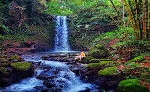 Curug Purbosono, Bukti Destinasi Wisata Menawan di Wonosobo Tak Hanya Dieng