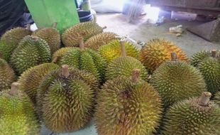 Legit dan Pahit, Ini Dia Daftar 3 Durian yang Jadi Primadona di Tanah Purworejo