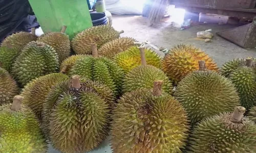 Legit dan Pahit, Ini Dia Daftar 3 Durian yang Jadi Primadona di Tanah Purworejo