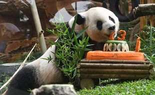 Tingkah Lucu Giant Panda Rayakan Ulang Tahun ke-13 di TSI Cisarua Bogor