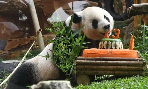 Tingkah Lucu Giant Panda Rayakan Ulang Tahun ke-13 di TSI Cisarua Bogor