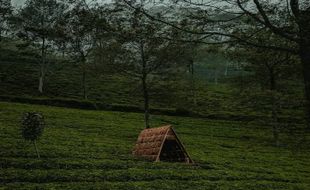 3 Rekomendasi Wisata di Kaki Gunung Slamet Jateng, dari Brebes hingga Tegal