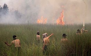 Deretan Provinsi Ini Kerap Alami Kebakaran Hutan, Jawa Timur Masuk!