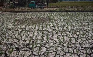 Lahan Sawah di Menuran Sukoharjo Mulai Mengering, Petani Terancam Gagal Panen