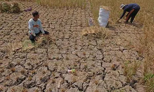 Gagal Panen Akibat Kemarau di Magelang, Padi Puso Jadi Pakan Ternak