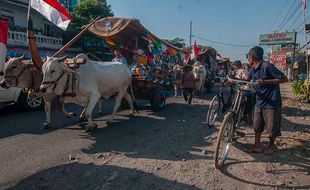 Pawai Gerobak Sapi Meriahkan Rangkaian Perayaan Yaa Qowiyyu di Jatinom Klaten