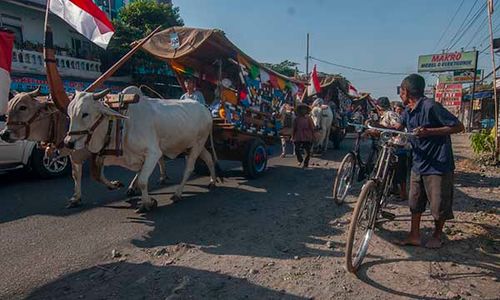 Pawai Gerobak Sapi Meriahkan Rangkaian Perayaan Yaa Qowiyyu di Jatinom Klaten