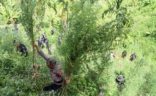 BNN Kembali Musnahkan 5 Ton Ganja dari Ladang Seluas 1,2 Hektare di Aceh Utara