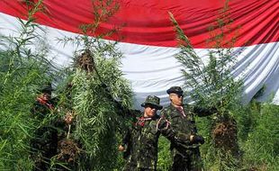 BNN Musnahkan Ladang Ganja Seluas 4,5 Hektare di Aceh Utara