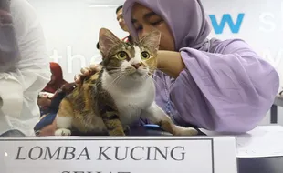 Puluhan Kucing Sehat Ikuti Lomba Peringatan Hari Kucing Sedunia di Solo