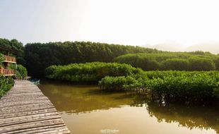 Yuk Intip Eksotisme 3 Hutan Mangrove di Jawa Tengah